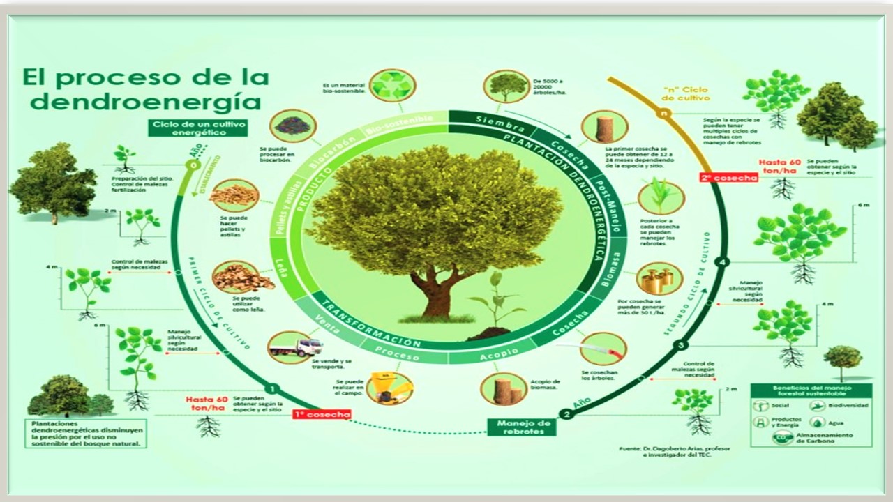 CULTIVOS ENERGETICOS 7A